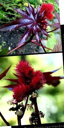 ricinus