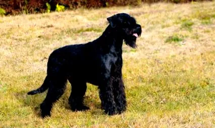 riesenschnauzer
