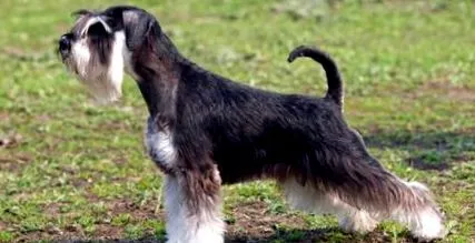 óriás schnauzerek