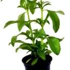 adalékanyagok stevia-t