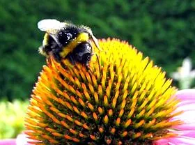 angustifolia Echinacea