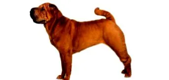 temperamentul