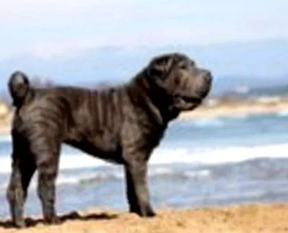 shar-pei minden