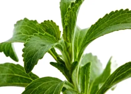 stevia