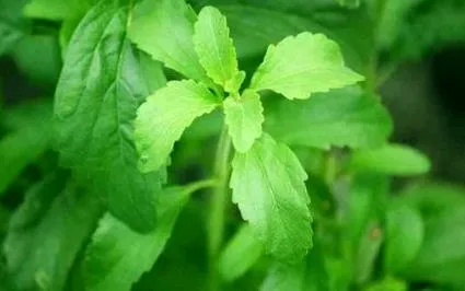 stevia