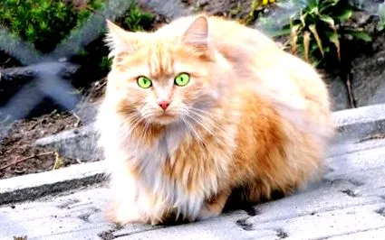 perzsa