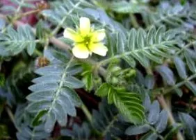 tribulus
