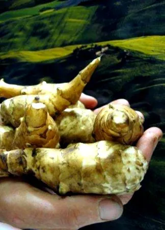 calorii anghinare