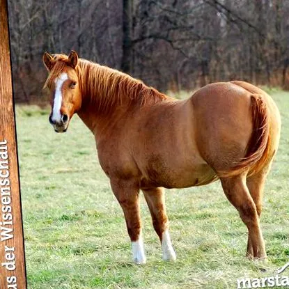 hírek