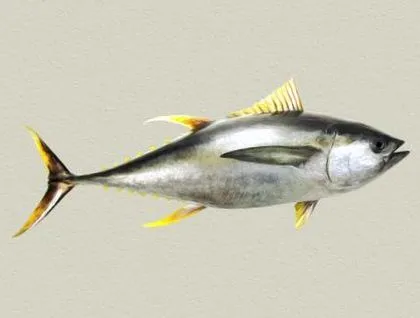 tudtad