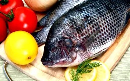 tilapia