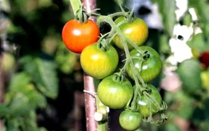 tomato
