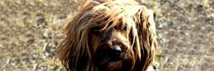 tibetan