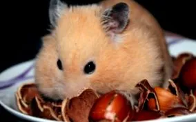 hörcsög