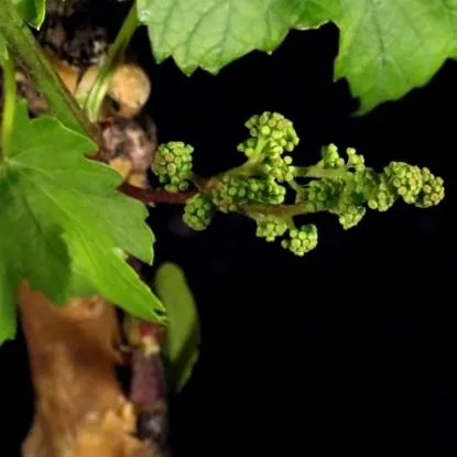 vinifera vinifera