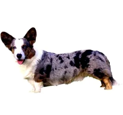 corgi
