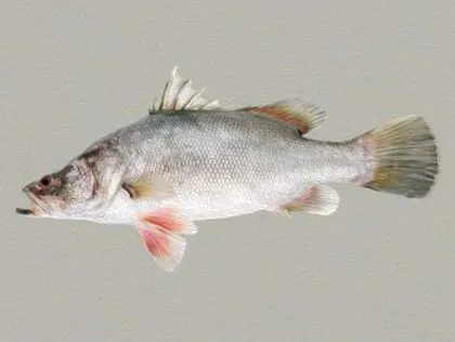 fish victoriasee-persch