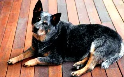 câinii