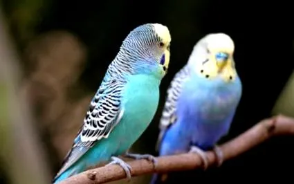 descrierii budgie