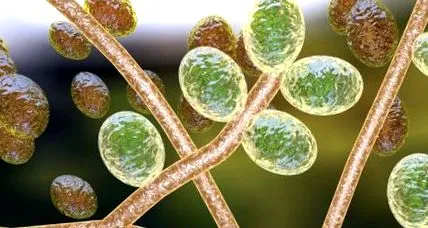 candida