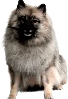 wolfsspitz-i