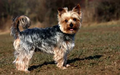 Yorkshire Terrier