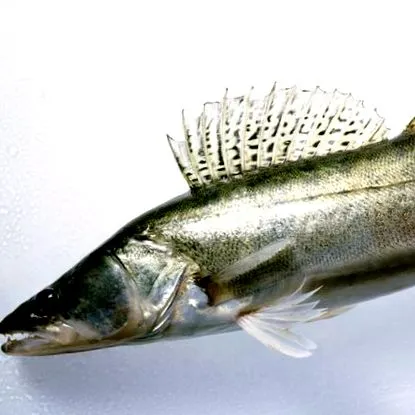 fehér finom