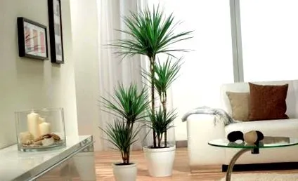 plantelor