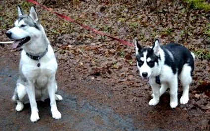 despre malamute