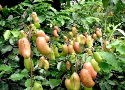 simplicifolia
