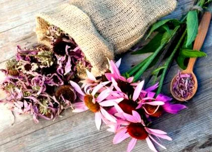 echinacea