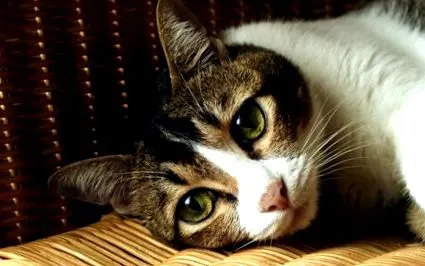 котките