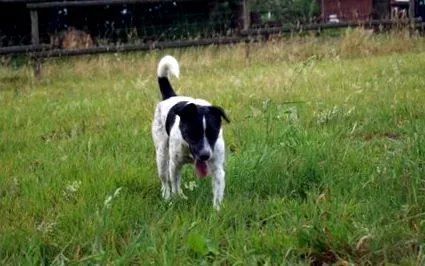 hund