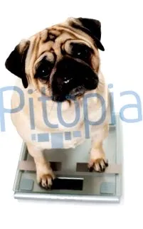 pitopia