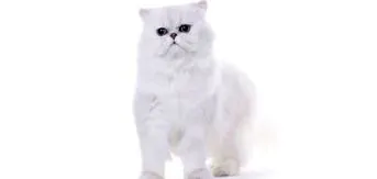macska
