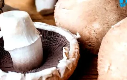 печурки