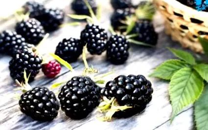 spatele blackberry