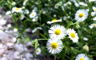 fleabane fleabane