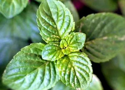 plantă