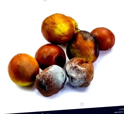 fruct