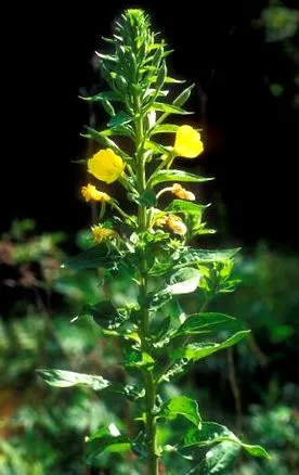 oenothera