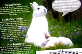 általában ivartalanítják