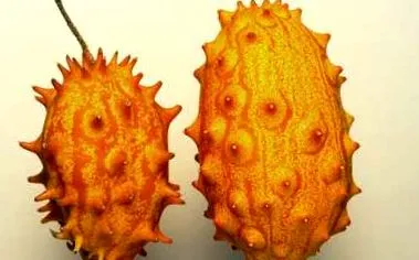 fingerlimette