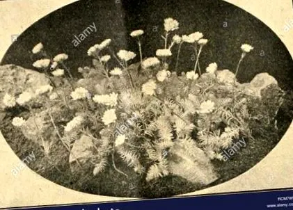 kertvilág