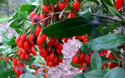 fructe