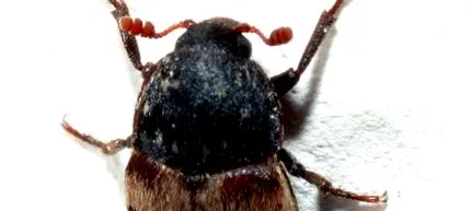 szövetségi