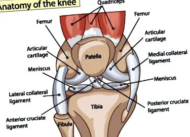 posterior