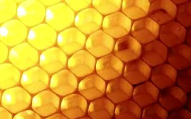 propolis lucruri