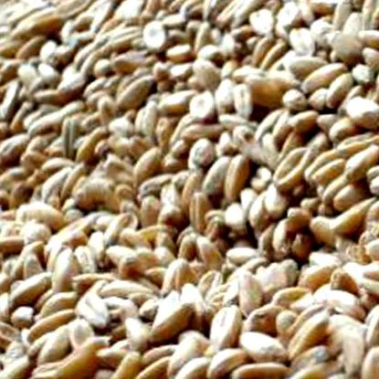 băuturi