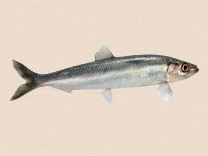 hering